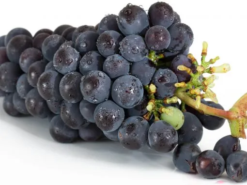 Narmada Fresh grapes and export operations