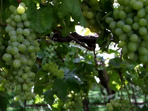 Narmada Fresh grapes and export operations