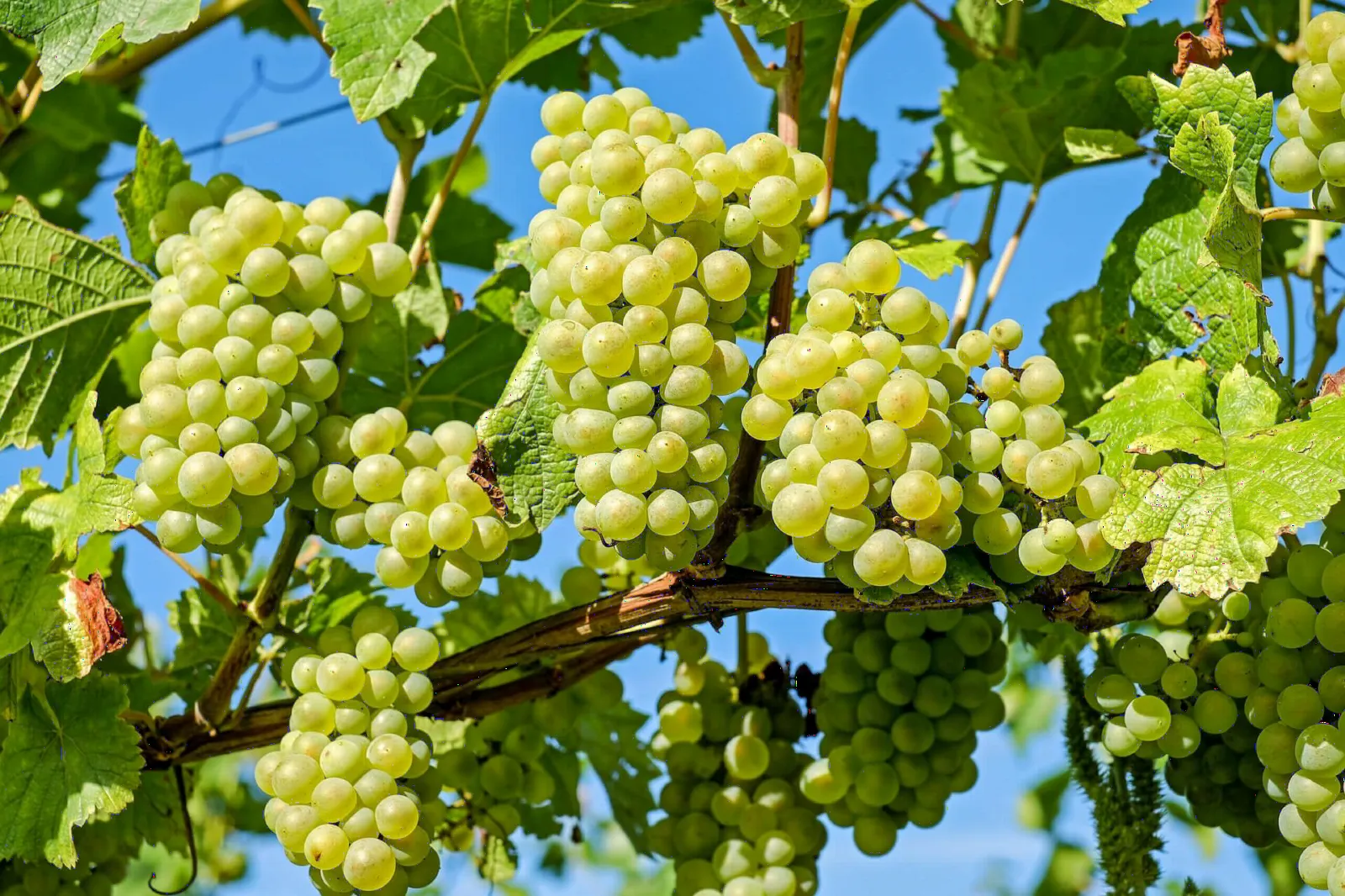 Green grape bunches ripening in a vineyard supplying Narmada Fresh